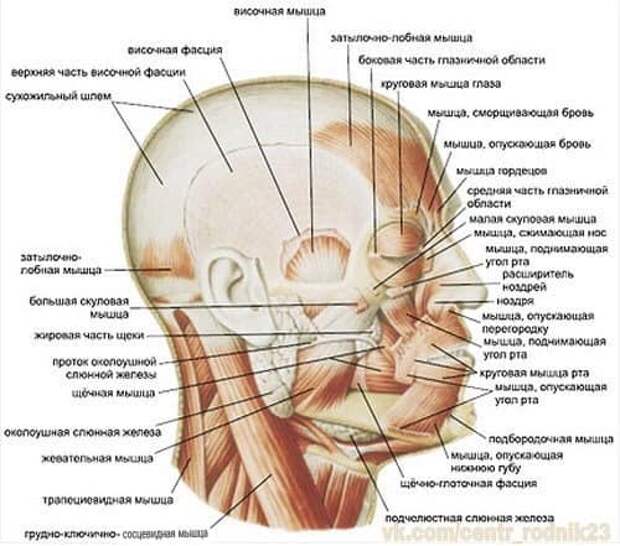 Области головы анатомия рисунок с подписями