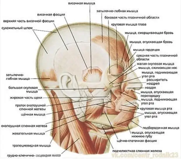 Лицо человека схема анатомия