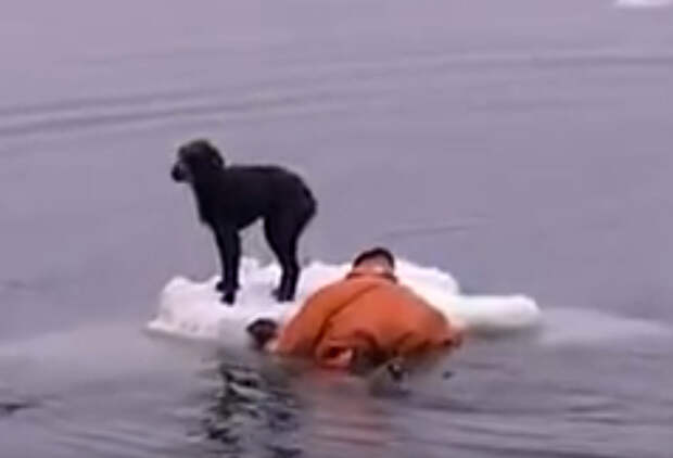 Моряки спаски собаку, которая дрейфовала на льдине в Охотском море