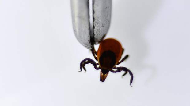 Клещ впился в ребёнка: что нужно сделать родителям в первые часы после укуса