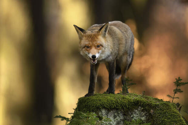 В Тамбовском округе Приамурья вели карантин из-за бешенства