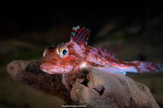 ��������� ������� ������