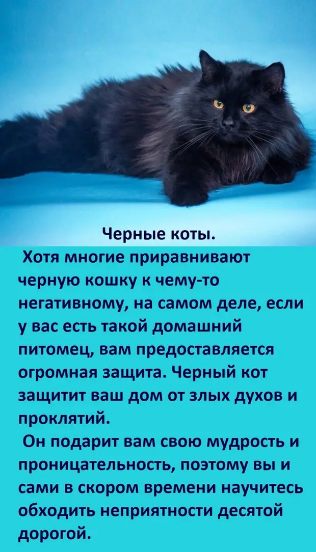 А ВЫ ЗНАЕТЕ, как цвет вашей кошки влияет на вашу судьбу?   Ссылка, первоисточник