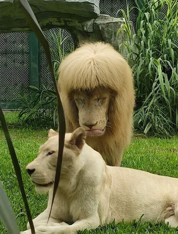 Смешные животные