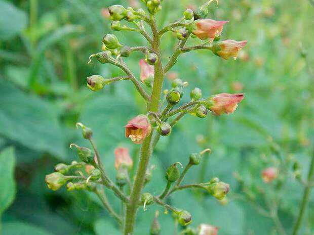 Лекарственное растение Норичник шишковатый (Scrophularia nodosa)