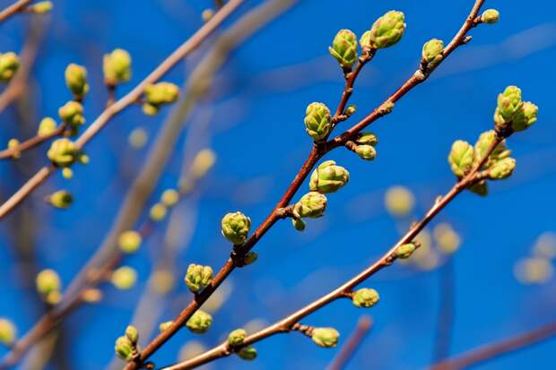 Как в Кириллов день 31 марта «договориться» с весной и сохранить благополучие