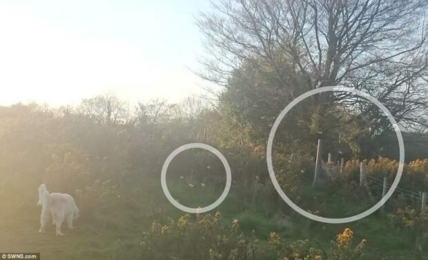 Шок! Британский фотограф снял тех, кого не существует! Шок! Британский фотограф снял тех, кого не существует! другая сторона реальности, легенды, паранормальное, тайны, эльфы