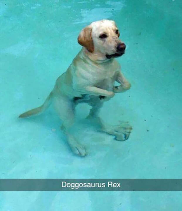 Doggosaurus Rex