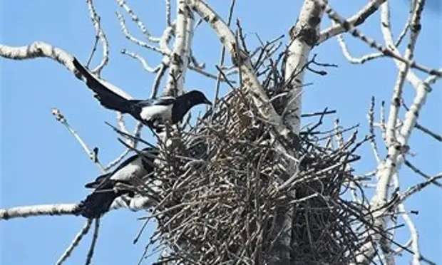 9 марта кировчанам советуют заниматься текущими делами, но не переутомляться, не стирать и не лгать