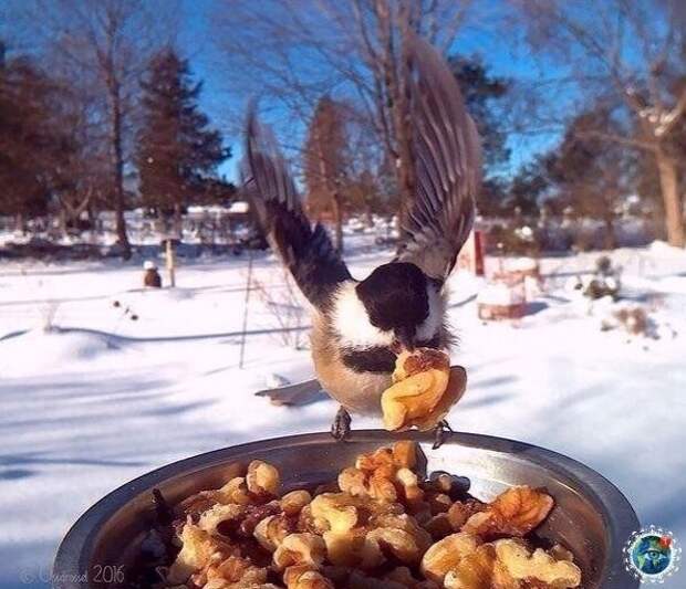 2860831569 (594x511, 186Kb)