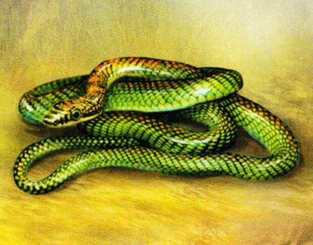 Обыкновенная украшенная змея.
