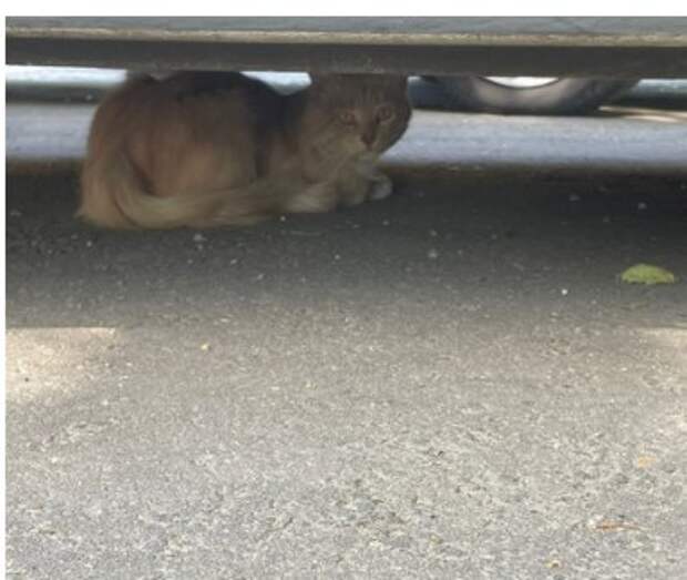 Фото дня: в 1-м Волоколамском проезде кот нашел укрытие от жары под машиной