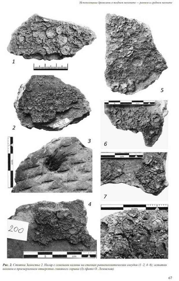 Древние охотники-собиратели варили рыбный суп с калиной, установили археологи