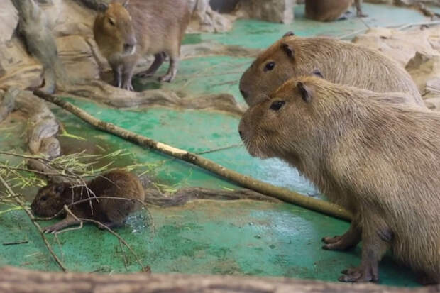 Японский зоопарк готов сотрудничать с Россией для размножения капибар
