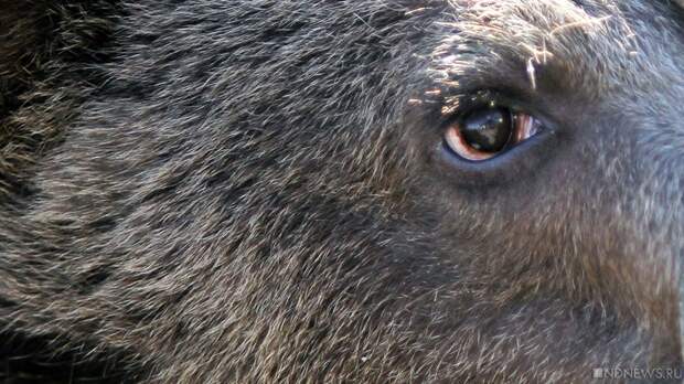 На Зигальге шумные туристы разбудили медведя-шатуна