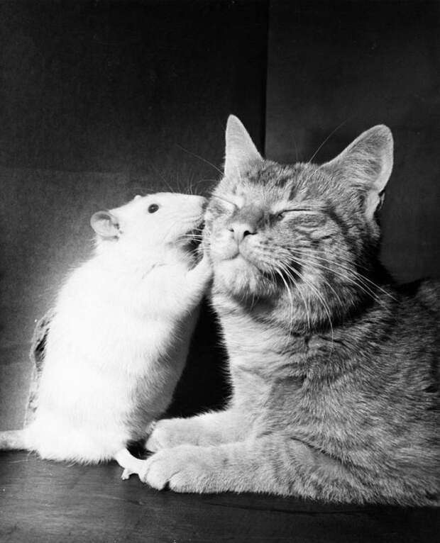Кошка и белая крыса живут в мире и согласии. Когда разновидовые животные растут вместе, они часто утрачивают враждебность, апрель 1964 national geographic, неопубликованное, фото