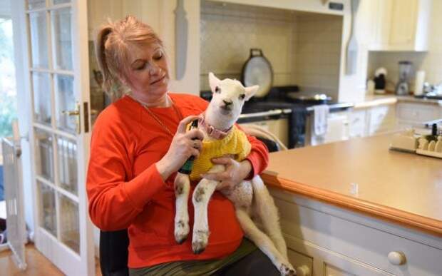 12_caters_lamb_thinks_dog_13-623x389