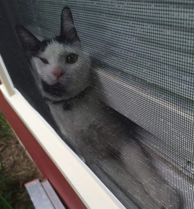 Коты, которых жизнь завела в тупик животные, коты