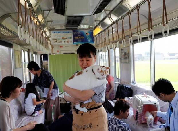 По Японии проехал поезд, в котором можно было поиграть с кошками во время поездки