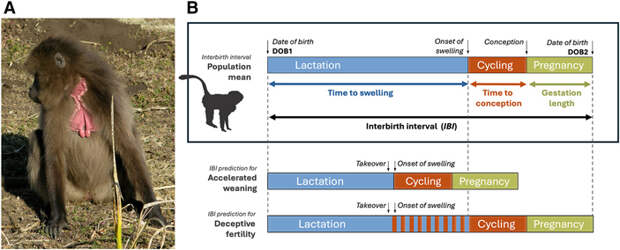 Самка гелады и половые стратегии самок