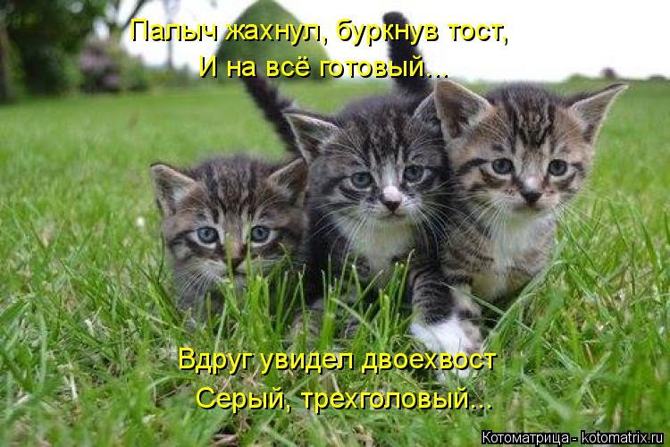 Палыч жахнул, буркнув тост, Вдруг увидел двоехвост Серый, трехголовый... И на всё готовый...