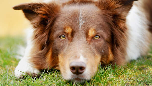 Animals: собака может вычислить вещество по запаху одной молекулы