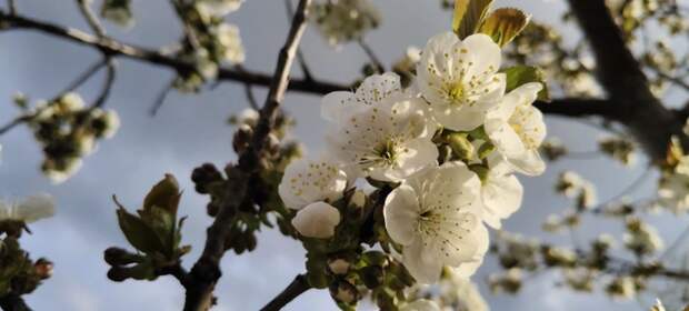 Заморозки до минус пяти после тепла под 30! Аномальная весна на Кубани