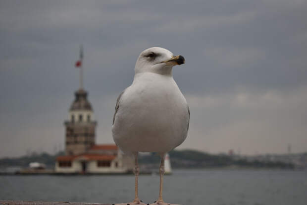 A seagull in a metropol by Ömer Tekin Genç on 500px.com