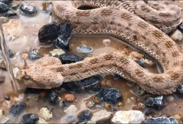 Они нашли опасную змею, которая больше месяца прожила в ловушке, и вот что с ней сделали...