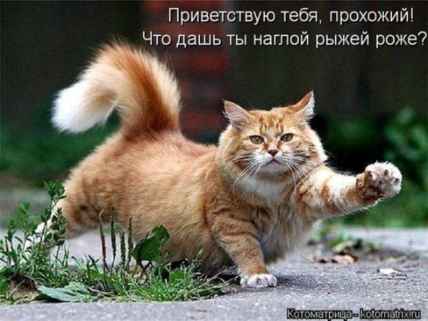 Лучшие котоматрицы недели (50 фото)
