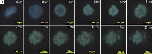 Рис. 2. Последовательность распада тела трихоплакса