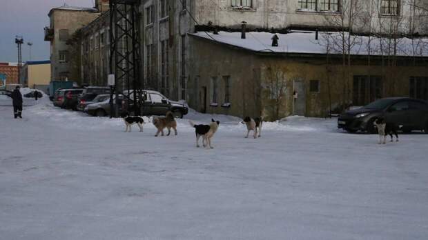 Стая собак напала на девятилетнего мальчика в Вологодской области