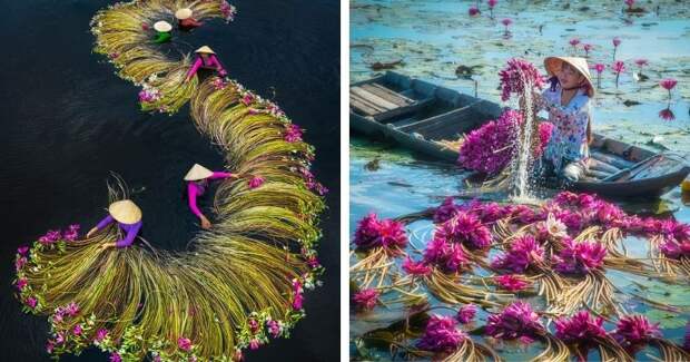 Захватывающие фотографии фермеров, собирающих лилии во Вьетнаме