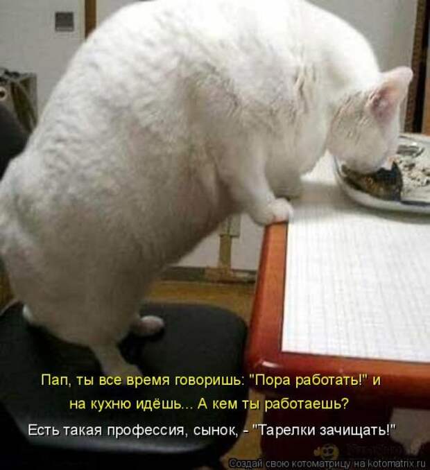 Лучшие котоматрицы недели (50 фото)