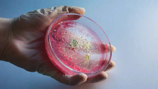 Как микробиом кишечника влияет на тело и психику: разобрались по науке