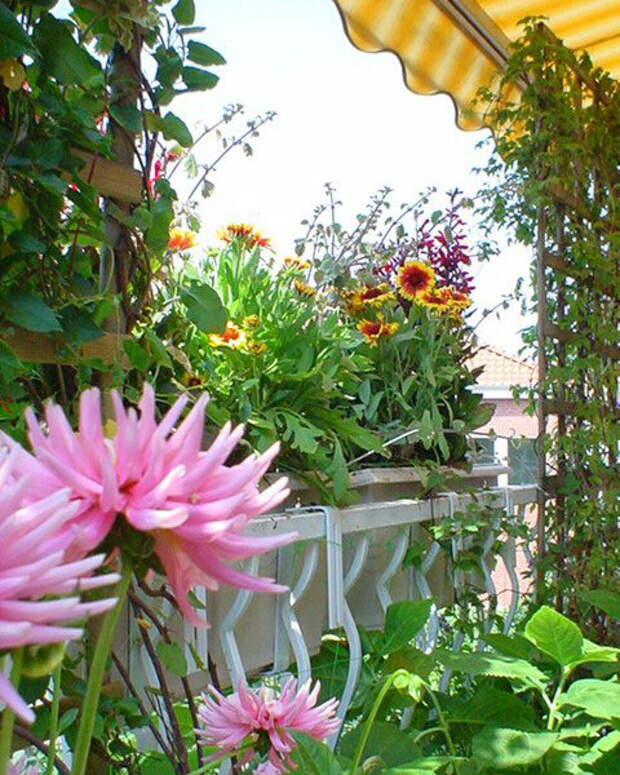 flowers-on-balcony3-2-2.jpg