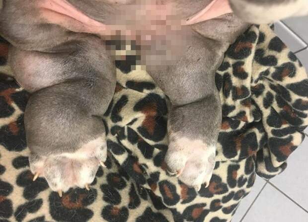 Щенячьи больные лапки Опухшие лапки