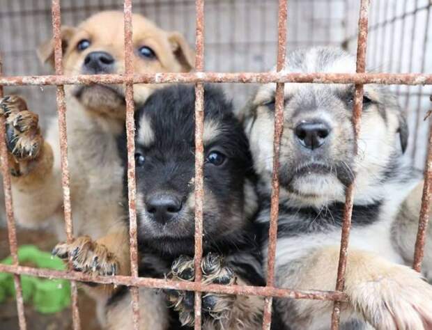 В Румынии парень бесплатно возит в местный приют для собак пакеты с кормом