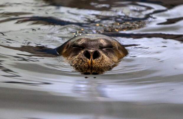 Мессенджер МАХ стал опекуном морского зайца в Московском зоопарке
