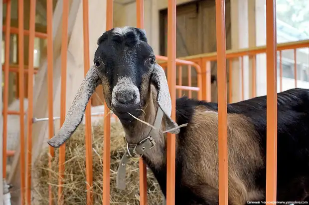 8 ������ 2019 ����/ � 1939 ���� �� �������� ��������� ������ ��������� �������������� ������� � ������� ������� ���������, � �� ������ ��������� ������, ��������� ���� ��� �������������� ������.-77