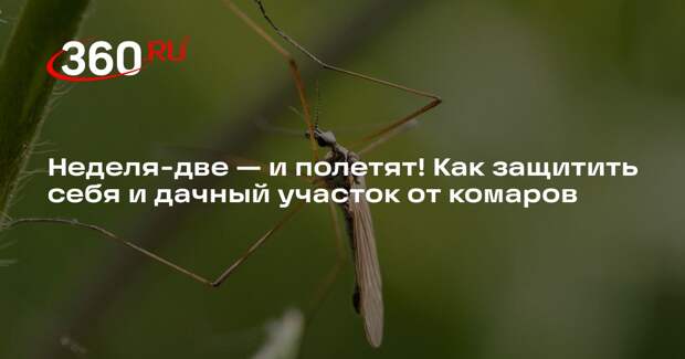 Энтомолог Ефременко: комары в Подмосковье не переносят опасные болезни