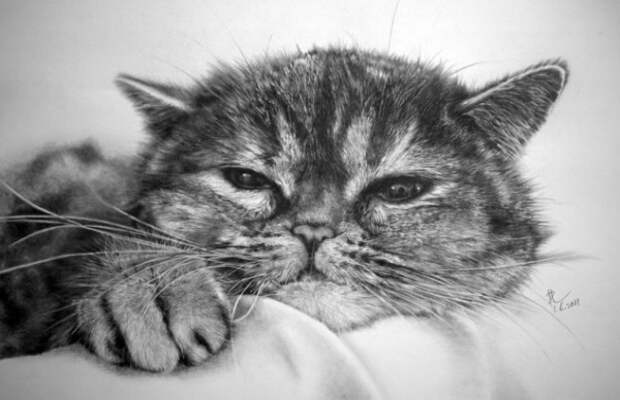 Восхитительные карандашные коты Пола Ланга (30 работ)
