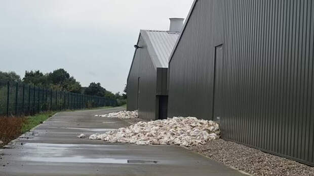 Миллионы куриц погибли на фермах Британии из-за небывалой жары