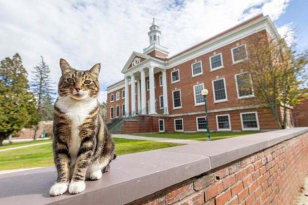 HuffPost: в CША кот Макс получил степень доктора литературы в Университете Вермонта