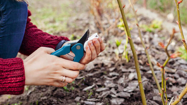 Семь фатальных ошибок при обрезке роз весной: как исправить и добиться пышного цветения