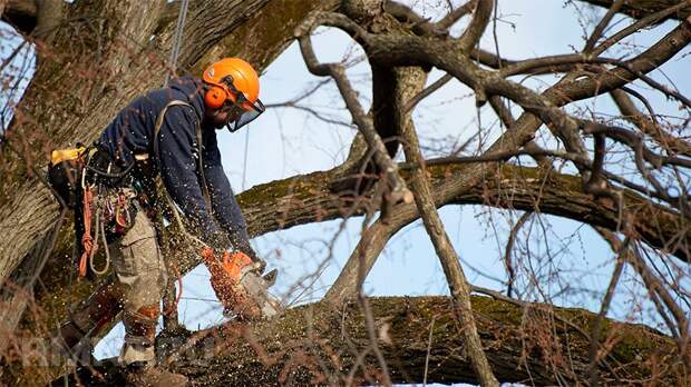 Как правильно спилить дерево и завалить его в нужном направлении