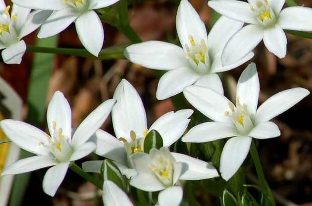 Орнитогалум или птицемлечник - это растение, которое имеет белые звездчатые цветки