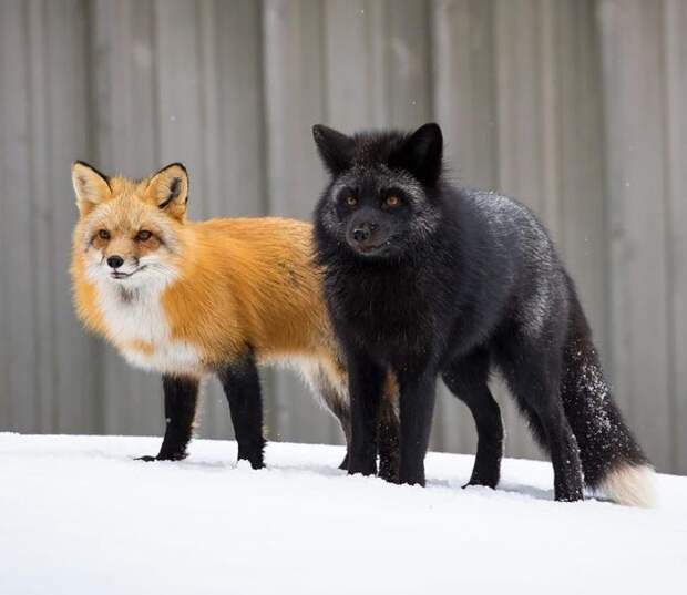 Распространенные виды рыжей лисицы