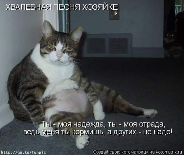 Лучшие котоматрицы недели (50 фото)