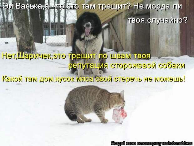Лучшие котоматрицы недели (50 фото)